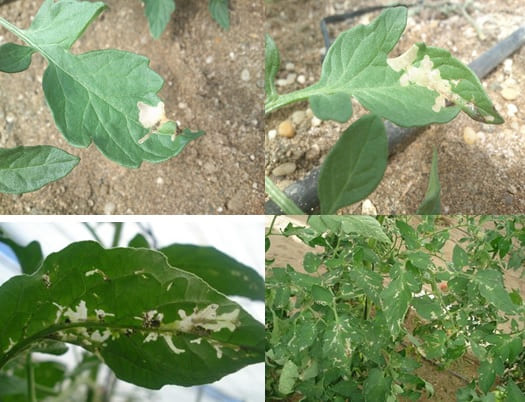 Alerta de Plaga-Presencia de la Polilla del Tomate en cultivos del Tomate en Almería (Tuta Absoluta)
