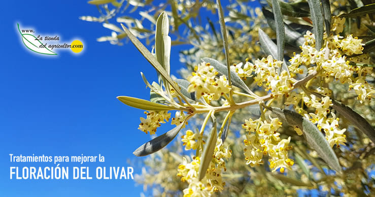 Mejora la Floración de tu Olivar