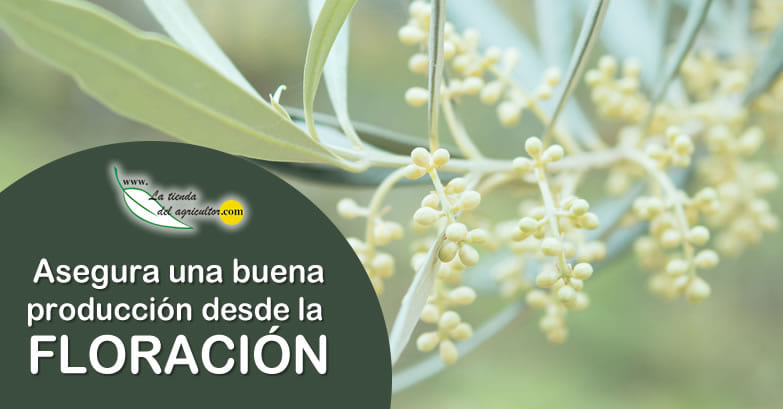 Cómo asegurar una buena producción en tu olivar desde la floración en adelante