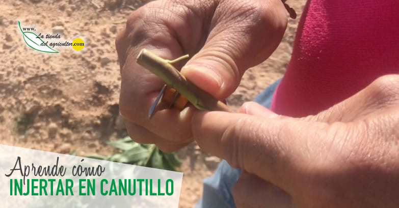 Cómo injertar en canutillo almendros, frutales, etc.