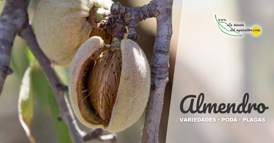 Almendro | Variedades, Abonado, Plagas y Enfermedades, Poda, etc.