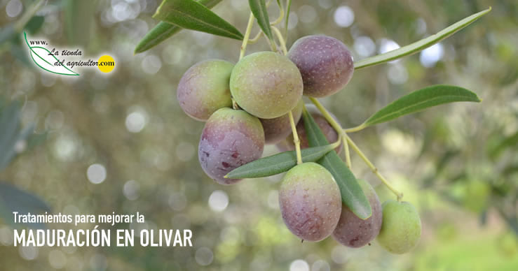 Olivo | Abonado en etapa de maduración de la aceituna