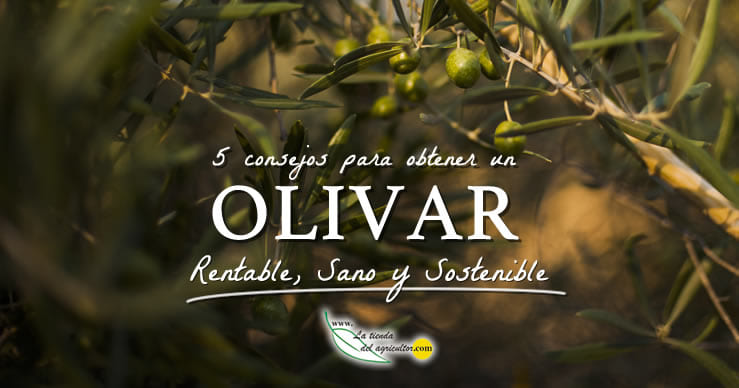 5 Consejos para obtener un olivar rentable, sano y sostenible