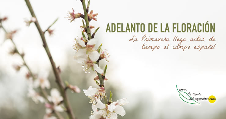 Adelanto de la floración: La primavera llega antes de tiempo al campo Español.